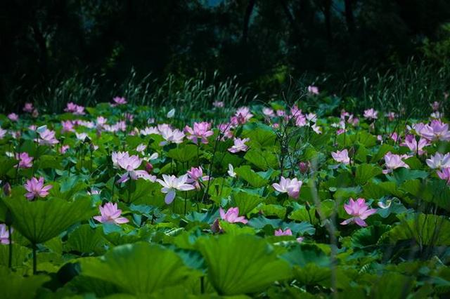 大连伊甸水利风景区成功入选省级水利风景区