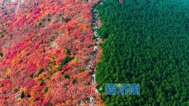 一年四季 泉在济南丨蝎子山：半山红翠绘秋章