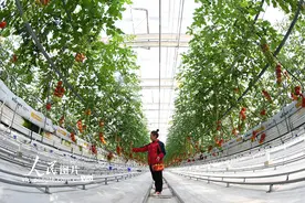 江苏连云港：加紧采收五彩小番茄 保障节日市场供应图片