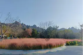 粉黛草/幸福谷/行云书院“吸粉”万人，浮山森林公园新“打卡地”备受市民青睐图片