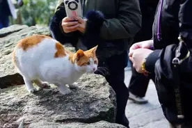 好奇的猫咪图片
