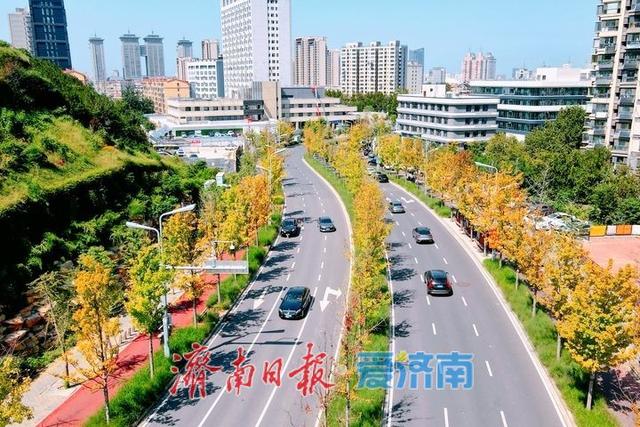 一年四季 泉在济南丨白露过后最美“叶”色上线，秋日新泺大街镶“金边”