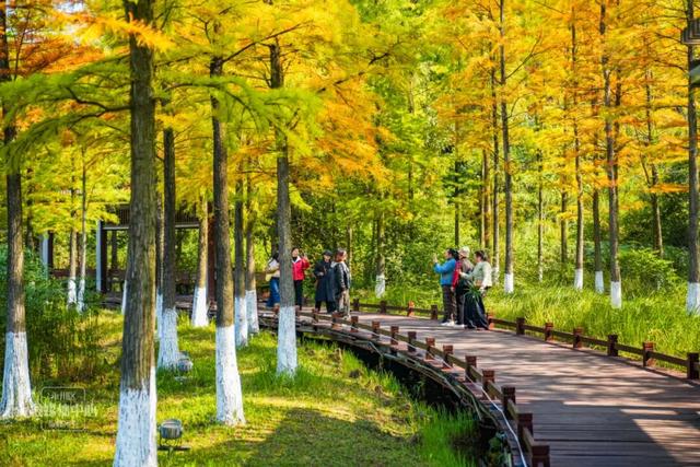 永川兴龙湖的水杉迎来最美的季节！