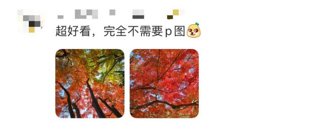 秋日特调！南京“西红柿炒蛋”皮肤已限时上线！