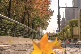 上海街头迎来最美落叶季 外滩附近树木已染金黄图片