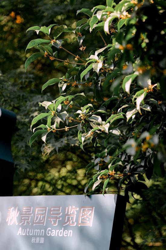 上海第一缕桂花香已到货！秋季“限定款”来了