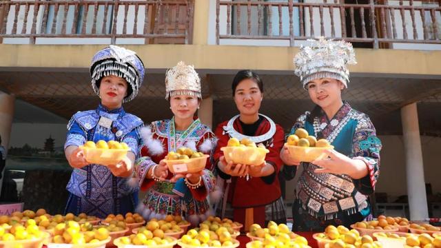 C位出道！大将镇金桔王新鲜出炉！