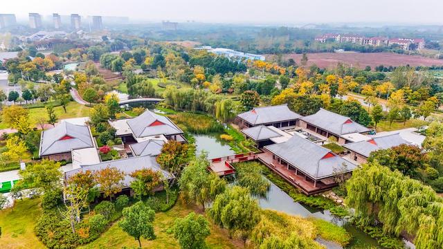 银杏上金妆 纪南文旅区限定款秋色上线