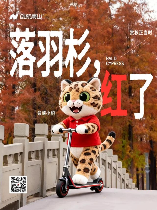 深圳落羽杉！红！了！