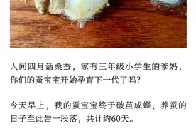 “蚕宝宝只是过客，娃却是一辈子” 杭州宝妈记录与儿子养蚕的60天图片