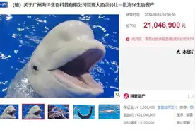 广州一公司26只海洋生物拍卖了2000多万，最值钱的是白鲸，此前昆明有一只评估价37.5万图片