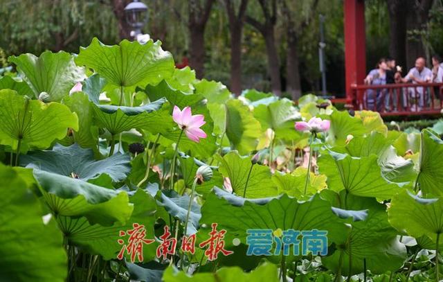 一年四季 泉在济南丨济南花圃公园：城市绿肺润民心