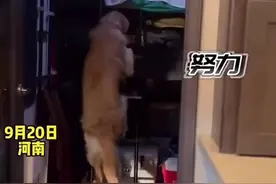狗子爬上楼梯， 叫醒睡上铺的主人，狗:你睡天上我也得叫你起来!图片