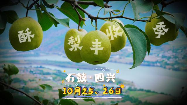 金沙江边酥梨丰收，民族文化系列活动即将启幕→