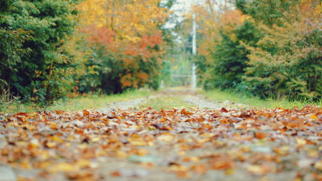 随手一拍都是大片！新都枫叶“封神”，快冲！