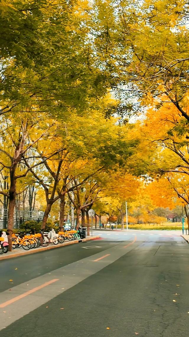 黄金大道秋意浓，石景山这条路进入最佳观赏期！