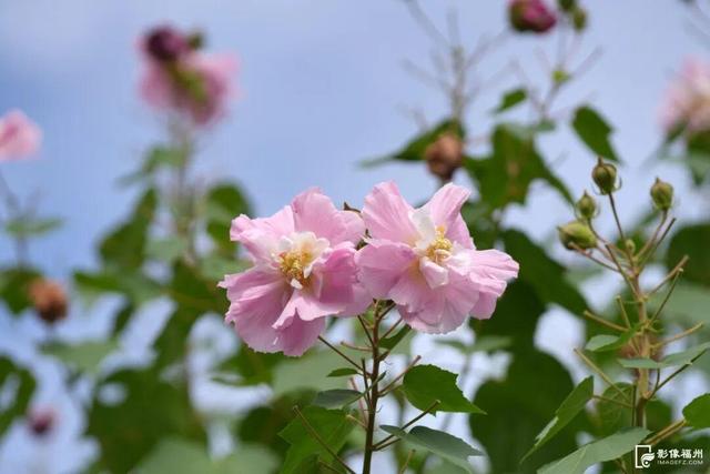 它开了！福州这份冬日浪漫藏不住啦！