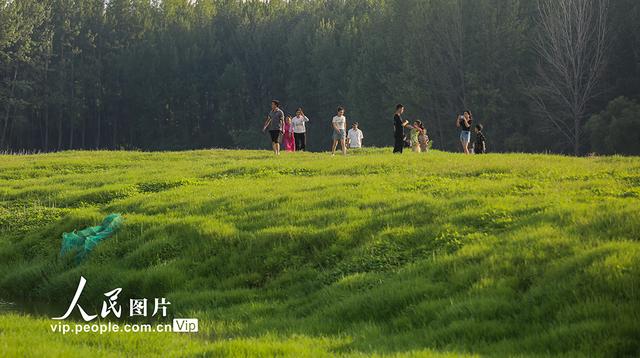 河南：三门峡库区现“生态草原”景观