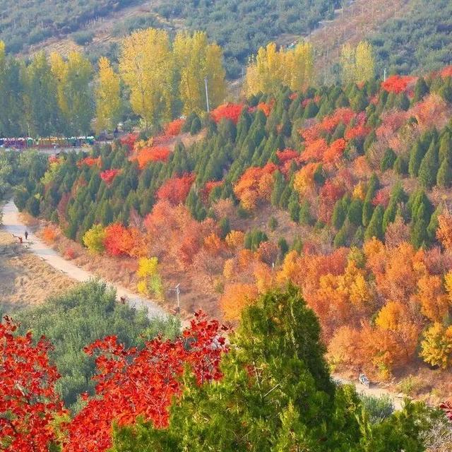 太美了！去北京这里赏“漫山红叶”｜周末京郊微度假