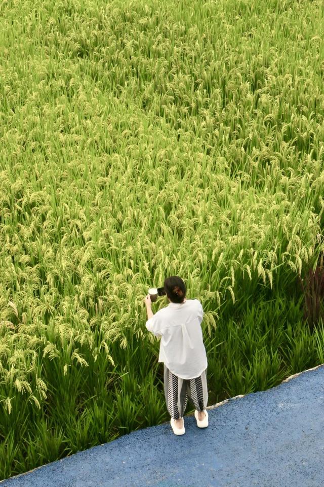 新都「村咖指南」