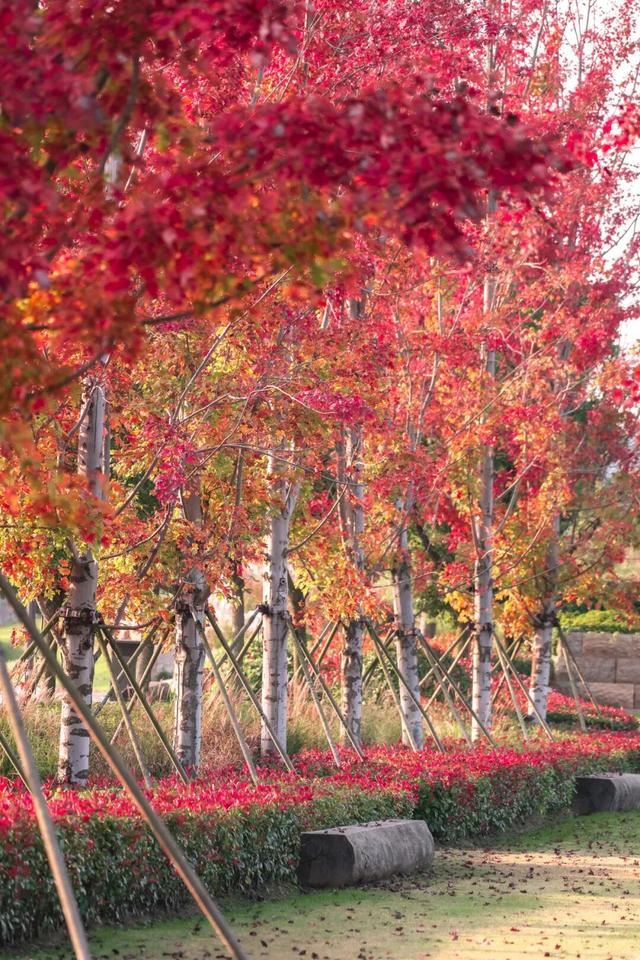 跟着这条线路，周末赏秋去！