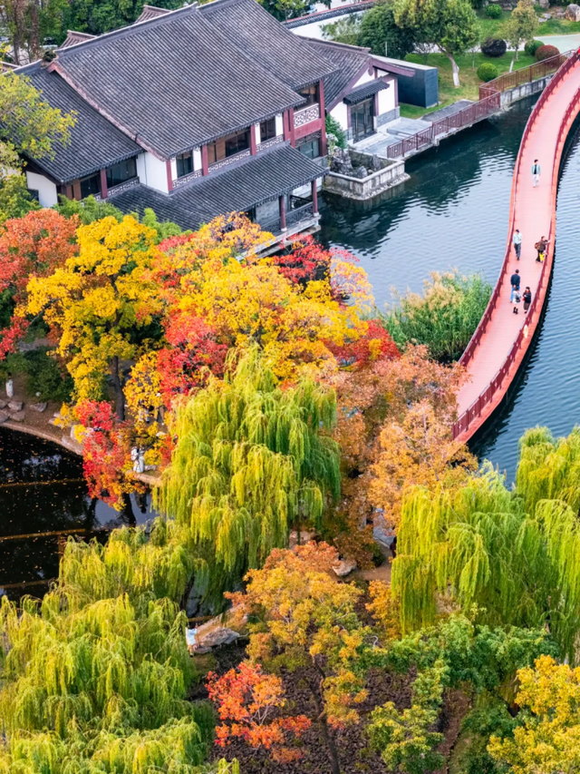 “含金量”还在上升！南京的浪漫藏不住了