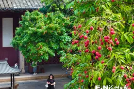 福州西禅寺古荔红了图片