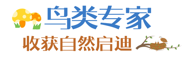12.07 独立营｜冬日寻羽记：解码西湖候鸟的越冬密码！鸟类专家带队，探秘茅家埠“鸟类天堂”，体验听声辨鸟、飞羽寻踪的野趣周末！