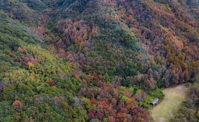 舟山这片彩色森林，迎来最佳观赏期！已经有人拍到了……
