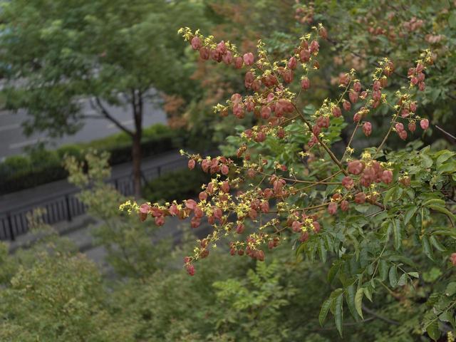 晚潮｜满城的桂花又香了