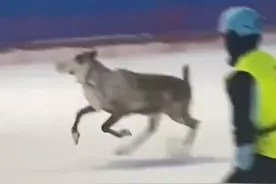 武汉一滑雪场滑道惊现驯鹿乱窜，目击者：平时被关着与雪场游客互动，事发当天已抓回图片