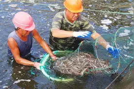 18元/斤！六横对虾喜获丰收图片