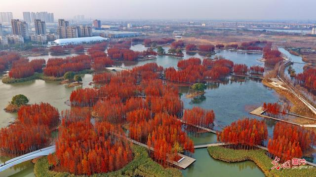 “水上森林”景独好