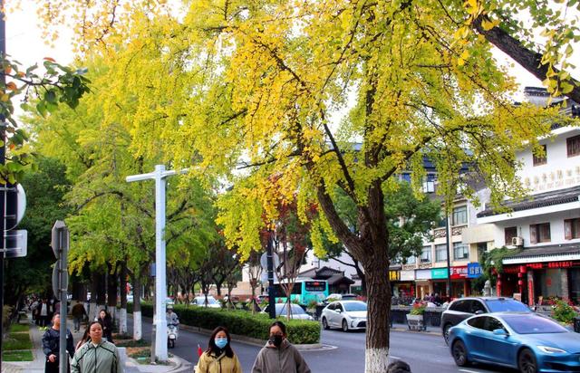 江苏苏州：街头银杏渐泛金黄 古城添别样美感