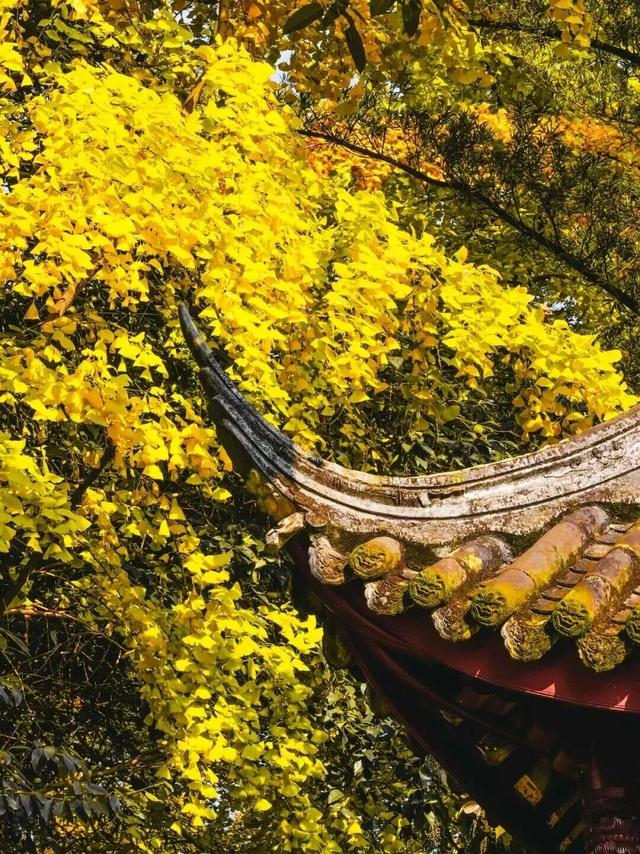 金灿灿！成都人的“顶流”上线，错过等一年！