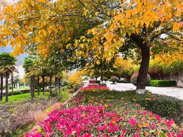 秋天的陇南，有什么好看的？