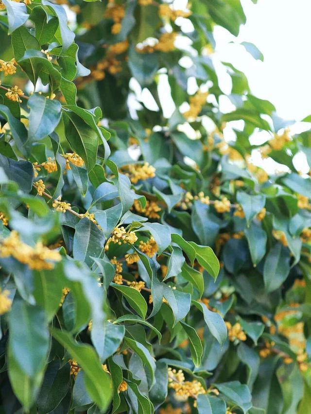 在嘉定街头，邂逅一场「秋日限定」香气