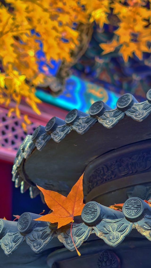 于香山叶脉间，读懂了这座城的秋天