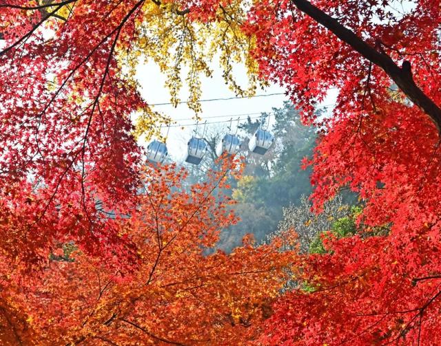南通这里太美了！这个周末，不少人赶去打卡