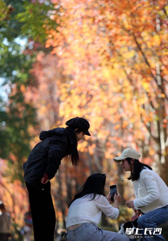 枫叶红了，湖南农大红枫大道成打网红打卡地｜组图