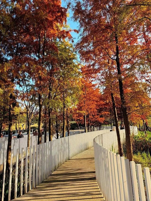成都限定红！水杉最美季节上线，赶紧打卡