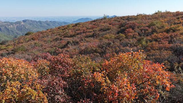 漫山红叶盛如火！这座山还可以远眺北京城