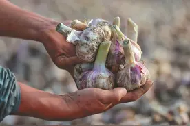 深读 | 机械种采收，为啥不合“蒜”图片
