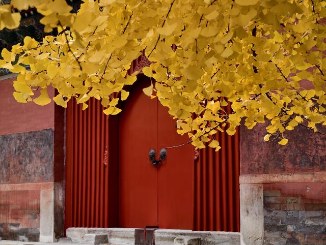 雨后天晴，承恩寺秒变“黄金殿”！银杏铺满院，古韵拉满格