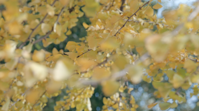 别眨眼！罗店马路秋色，一街一帧画正在限时上映
