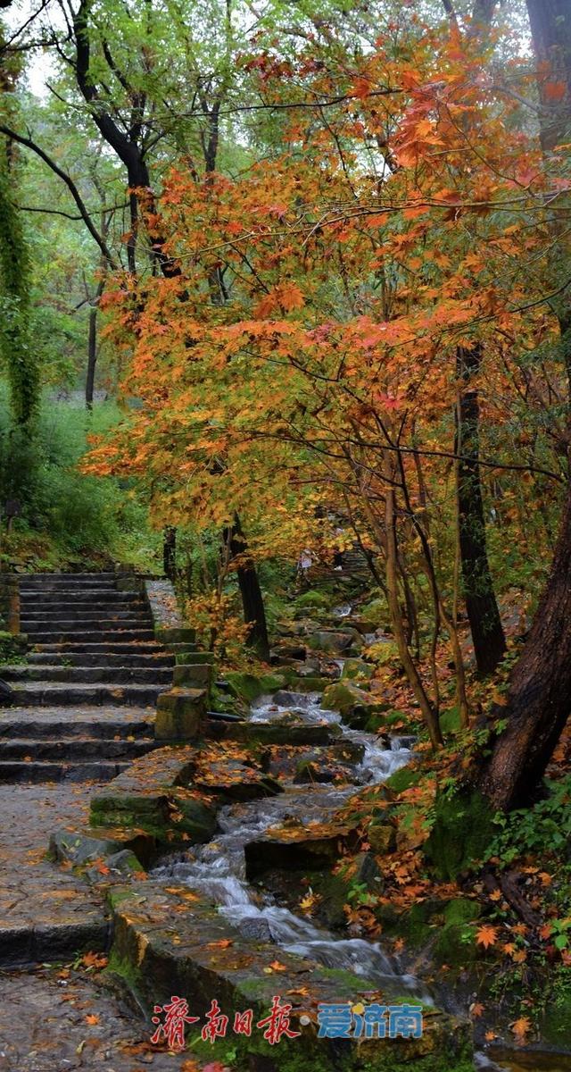 一年四季 泉在济南丨壁纸级秋景！九如山首波红叶上线，雨中最是惊艳