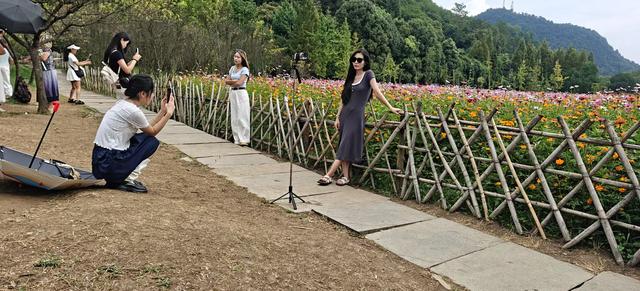 【美丽贵州】春季油菜花  秋季野花美｜花溪十里河滩“格桑花田”吸引游客赏花打卡