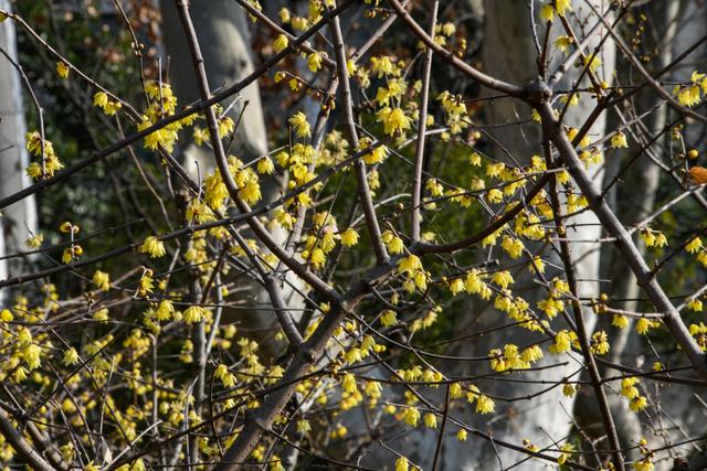 暗香浮动申城冬，闸北公园觅梅踪！