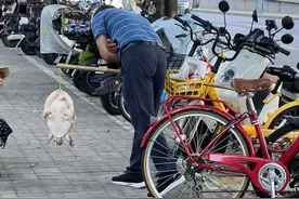 有人街头卖鳖号称野生？专家提醒：外来物种不建议食用，禁放生图片