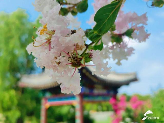 组图丨泰山虎山公园：紫薇花开 惊艳盛夏